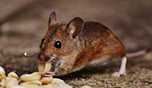 24 Hr & Emergency Pest Control Experts Available 24/7